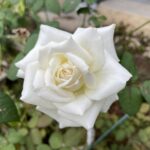 研ぎ陣「濱蔵」のお花